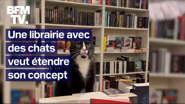 Une librairie remplie de chats issus de refuges veut étendre son concept en France et à l'étranger