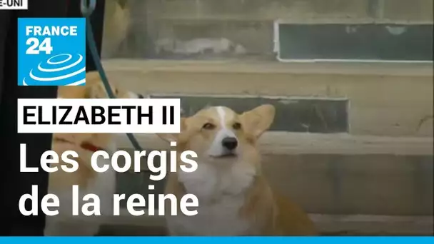 Que va-t-il advenir des fameux corgis de la reine Elizabeth II ? • FRANCE 24