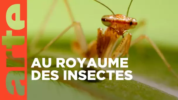 Les insectes | Les vrais maîtres de la Terre | ARTE