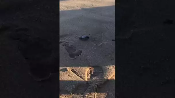 VIDEO. Encore des bébés tortues nés sur une plage du Var