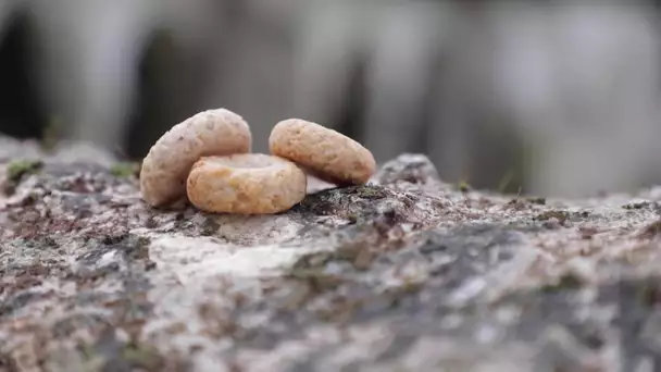 Patrimoine culinaire : découvrez les macarons de Cormery, une gastronomie 100% Touraine