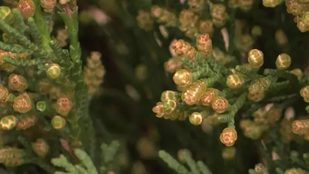 Occitanie : alerte rouge aux pollens de cyprès dans l'Aude et les Pyrénées-Orientales