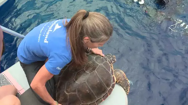 Soignée à Antibes, la tortue caouanne Ana a été remise à l'eau dans le Var