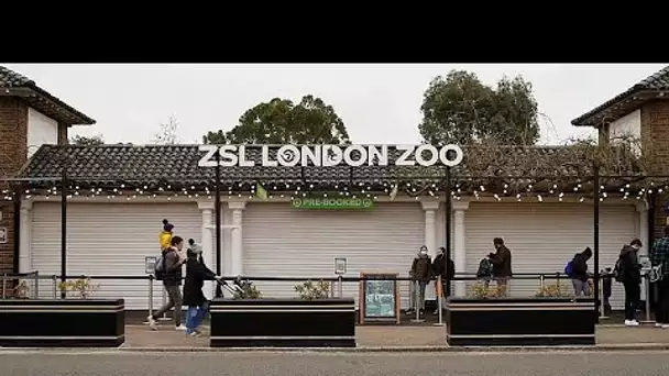 Le zoo de Londres rouvre après une longue fermeture due au confinement