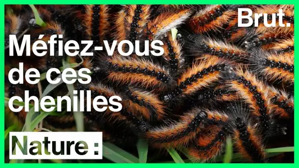 La chenille processionnaire, l&#039;un des insectes les plus nuisibles au monde