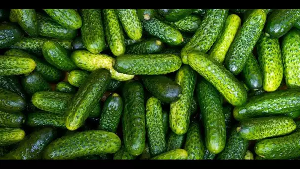 La recette des bocaux de cornichons maison