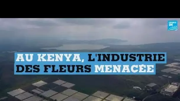 L'industrie  des fleurs menacée au Kenya