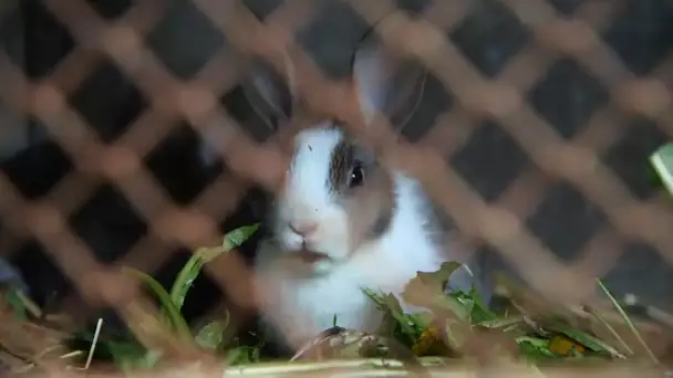 Qui veut la peau des lapins bretons ?