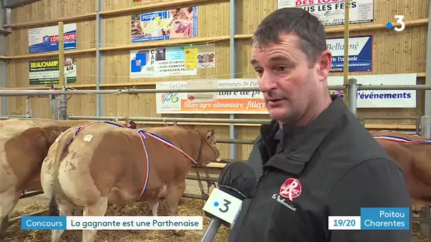 Concours d'animaux de boucherie de Parthenay : la gagnante est une Parthenaise !