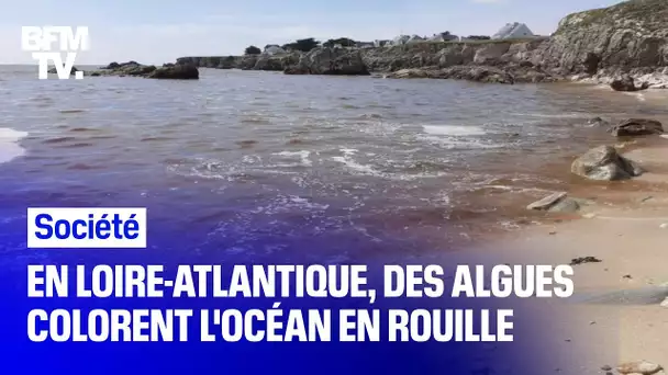 En Loire-Atlantique, des algues colorent l'océan en une teinte rougeâtre