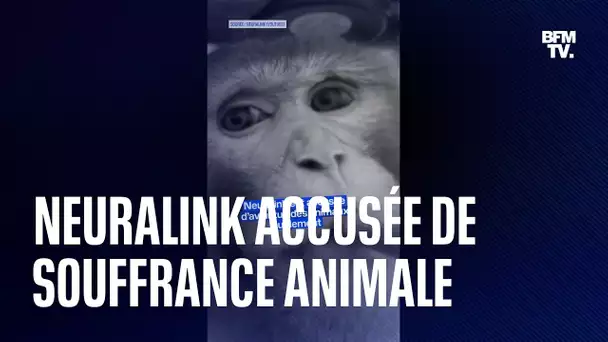 Souffrance animale : La société d'Elon Musk Neuralink accusée de bâcler ses expériences