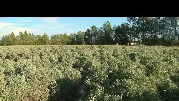 Une plante productrice de latex en Occitanie : le guayule