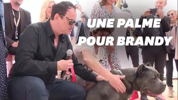 Cannes 2019 : Le chien de “Once Upon A Time... In Hollywood" récompensé