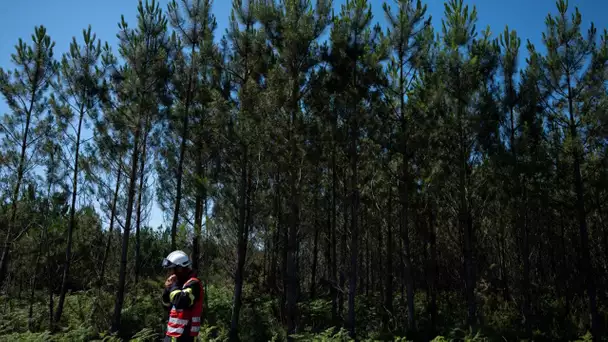 Gard : près de 900 personnes évacuées après un incendie dans un camping