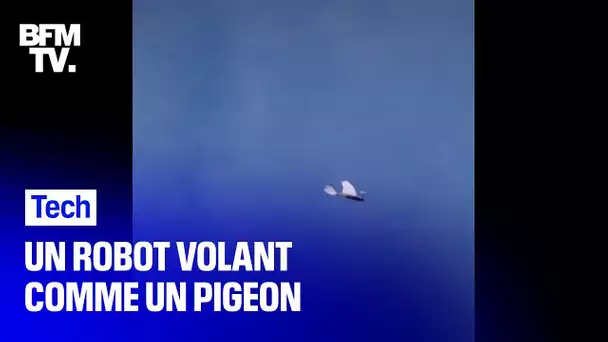 Avec ses plumes de pigeon, ce drone peut reproduire le vol d’un oiseau