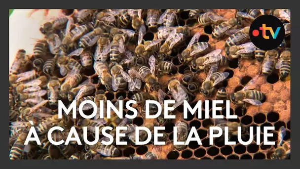 Les apiculteurs béarnais constatent une baisse de production de miel à cause de la pluie