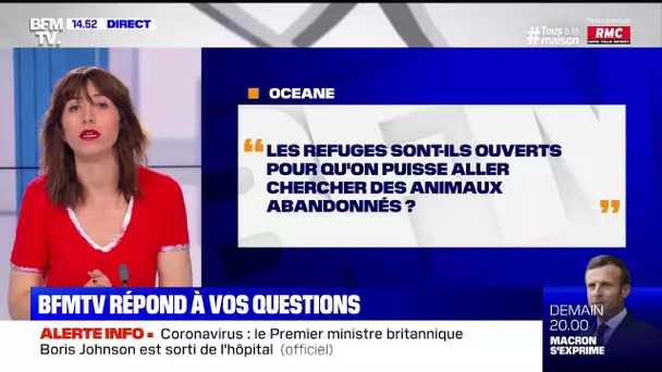 Les refuges sont-ils ouverts pour aller adopter un animal ? BFMTV répond à vos questions