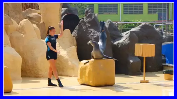 APRES MIDI A MARINELAND AVEC DES OTARIES QUI SAVENT DANSER !!