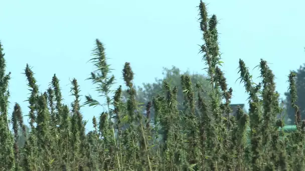 Camargue : 25 hectares de chanvre industriel (variété du cannabis) ont été récoltés cet automne