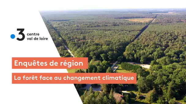 Environnement : la forêt face au changement climatique, rencontre avec les scientifiques de l'INRAE