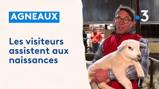 Saison de l'agnelage : les visiteurs assistent à la naissance des agneaux à la ferme