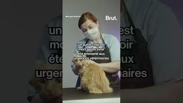 À Bondoufle, ce propriétaire de chiens est accusé de laisser ses staffs attaquer des chats