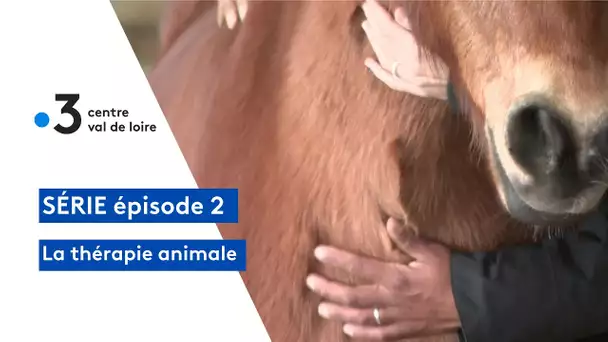 La thérapie animale : les formations