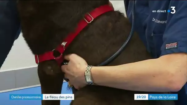 Saint-Brévin-les-Pins lutte contre les chenilles processionnaires