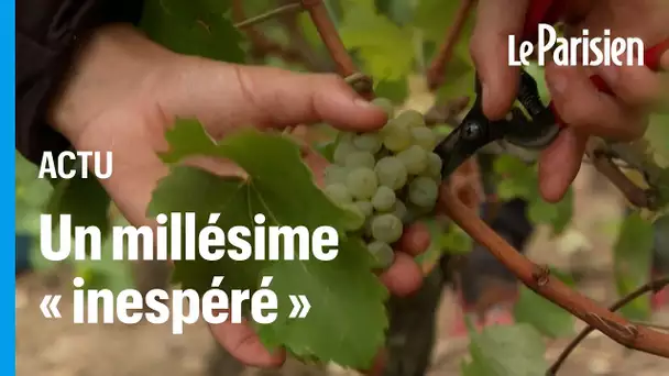 Dans le Bordelais, des vendanges «extrêmement précoces» à cause des fortes chaleurs