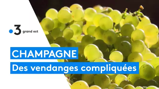 Champagne: des vendanges compliquées et une année 2021 difficile