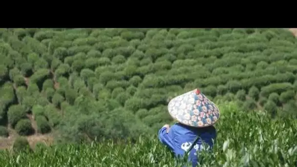 Thé chinois en péril : le changement climatique diminue les récoltes et change le goût • FRANCE 24