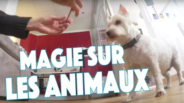 Tour de magie sur un chien et un chat - Mental Vlog 89/366