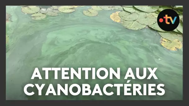 Le canal de la Marne au Rhin vire au vert, les cyanobactéries font leur retour