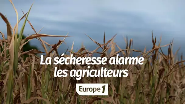 "Le maïs ne repousse pas, on dirait des paillassons" : la sécheresse alarme les agriculteurs