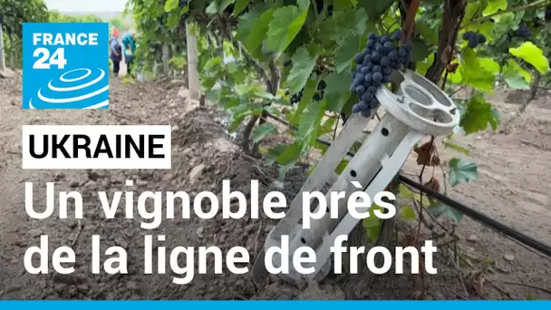 Ukraine : aux côtés des vignerons, près de la ligne de front • FRANCE 24