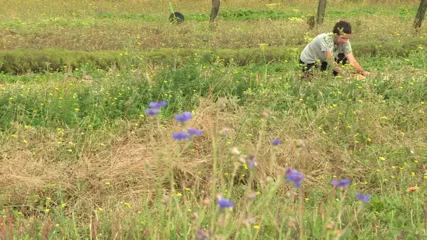 Filière plantes médicinales à Vançais dans la Vienne