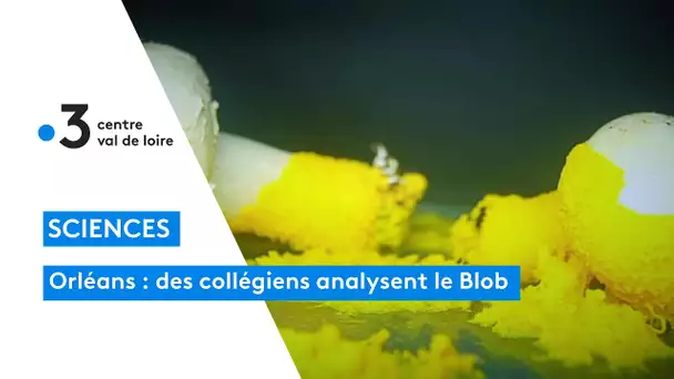 Orléans : des collégiens analysent le Blob, comme Thomas Pesquet