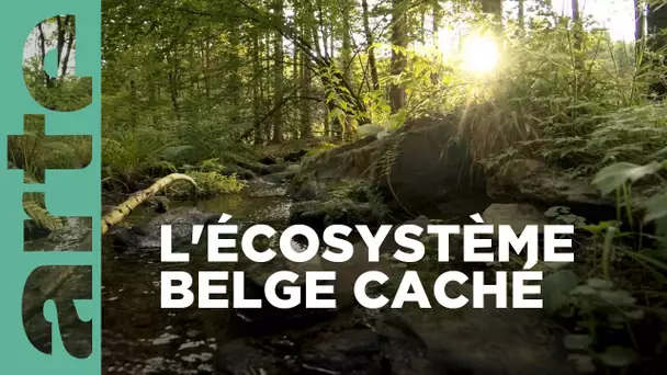 Rivages et forêts | Belgique sauvage | ARTE Family