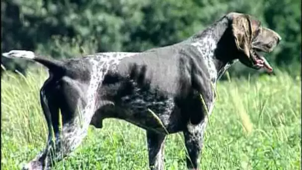 Chien : Le Braque Allemand