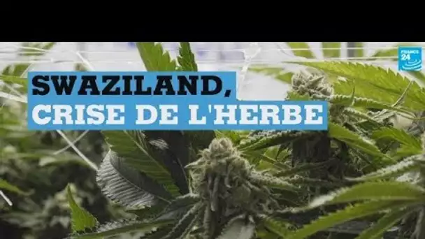 Au Swaziland, l'inquiétude des producteurs de cannabis