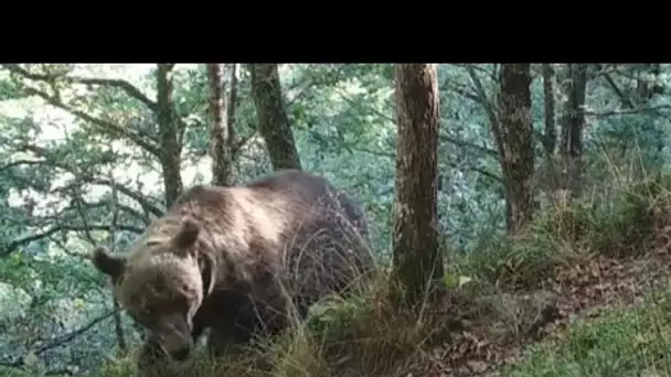 La discrète surveillance des ours bruns