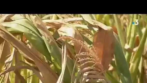 La canicule, un fléau pour les agriculteurs dans l&#039;Aube