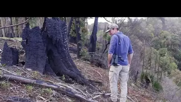 Un an après les monstrueux incendies, l'Australie a-t-elle tiré des leçons ?