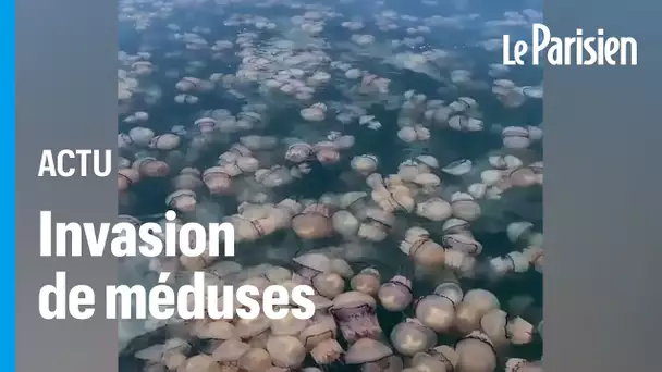 Spectaculaire invasion de méduses dans le Golfe de Trieste en Italie