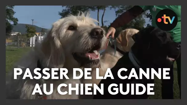 À la découverte de l'univers des chiens guides : "je me sens beaucoup plus autonome"