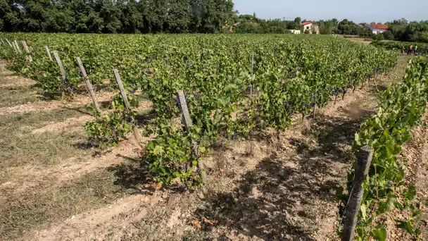 «Il n'y aura pas de récoltes pour certains» : en Alsace, les viticulteurs en état d'alerte face à…