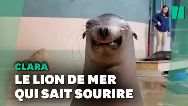 Clara, le lion de mer aux compétences bluffantes, star de TikTok