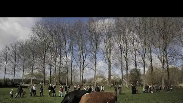 Les agriculteurs néerlandais sommés de créer une ferme plus durable, ou changer de métier