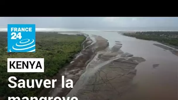 Au Kenya, la mangrove surexploitée se relève grâce aux habitants • FRANCE 24