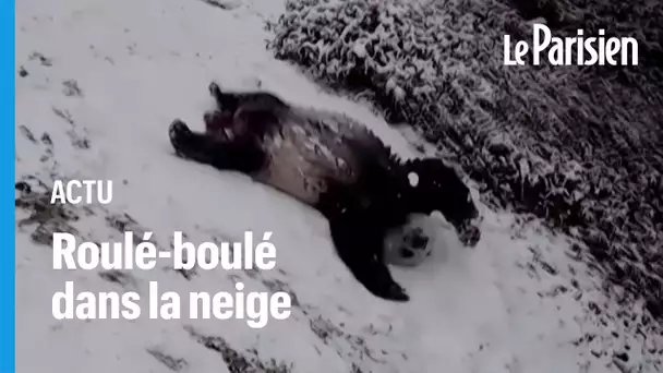 Glissades et roulades dans la neige : les adorables images des pandas du zoo de Washington